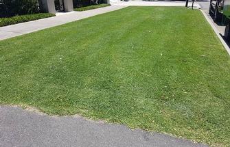 lawn mowing in Floreat