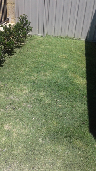 After - Lawn restoration in Greenfields
