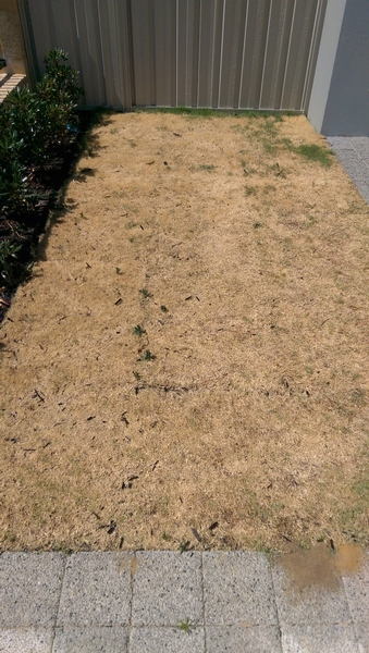Before - Lawn restoration in Greenfields