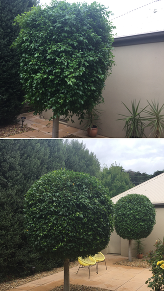 Hedging in Botanic Ridge - before & after