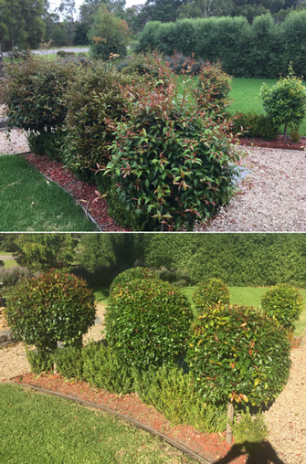 Hedging in Cranbourne - before & after