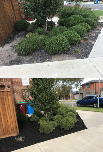 Mulching - before & after - This black mulch really lifts the look of the garden!