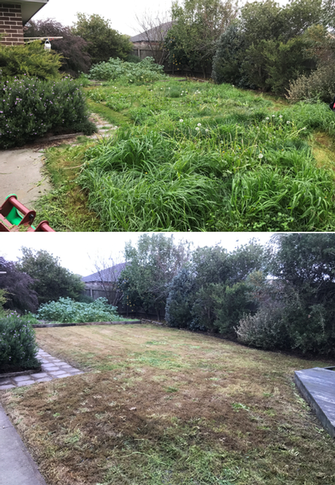 Lawn mowing in Cranbourne - before & after - Some regular mowing now will keep this grass under control and it will also green up again.