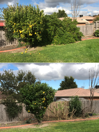 Tree and Shrub pruning in Cranbourne - before & after