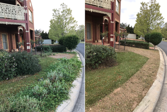 Lawn tidy in Caroline Springs - before and after - The client was very happy with the end result!