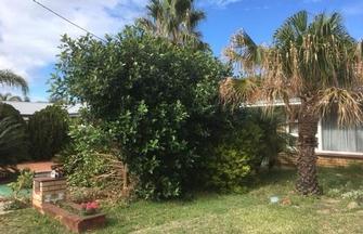 Before - Tree removal in Riverton