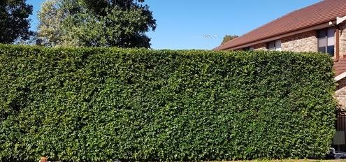 Hedging Job