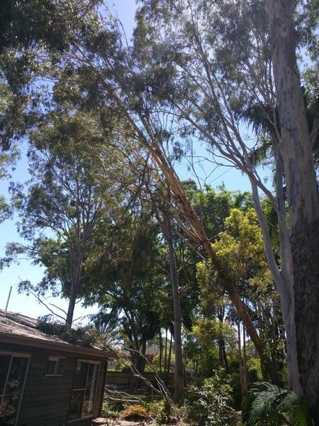 Before - Tree removal in Maroochydore - This Gum tree was about to fall onto this lady&#39;s house so we organised a Cherry Picker to come in so we could remove the tree.&nbsp;
