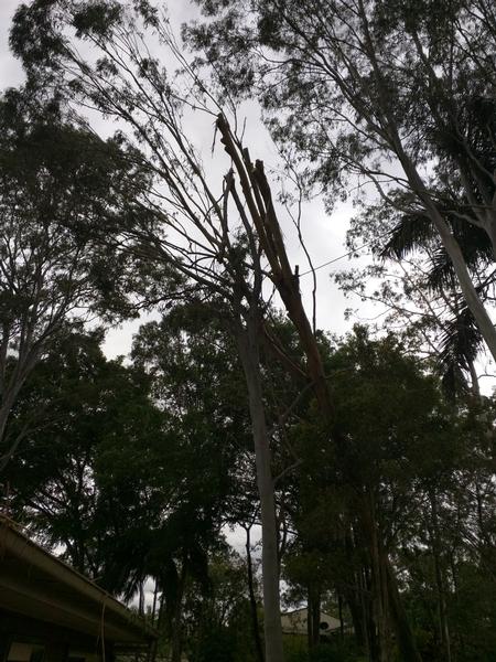 During - Tree removal in Maroochydore - In this photo we are in the process of removing the tree. The top branches have been removed now with no damage to the house. Now to cut down the trunk.