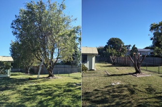 Tree Pruning in Lota - Before & After