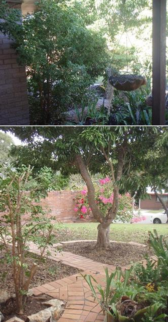 Garden tidy in Carindale - before & after - A good prune has opened up this area and made the paths accessible again.