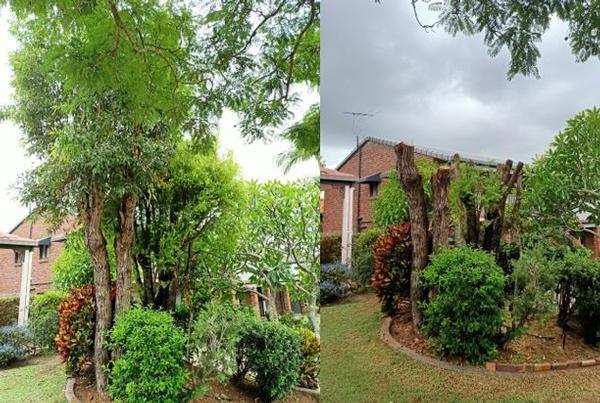 Tree Pruning- before & after