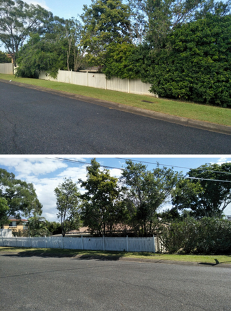 Shrubs/tree trimming in Manly - before & after