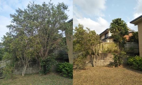 Tree removal in Mansfield - before & after