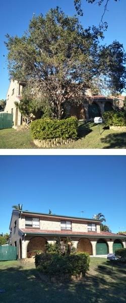 Tree Pruning in Belmont - before & after