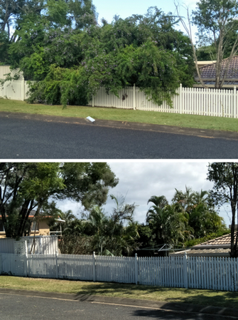 Shrubs trimming/removal in Manly - before & after