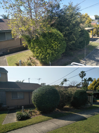 Shrub pruning in Wynnum - before & after