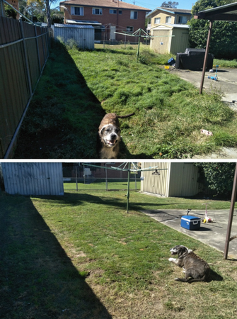Lawn mowing in Wynnum - before & after