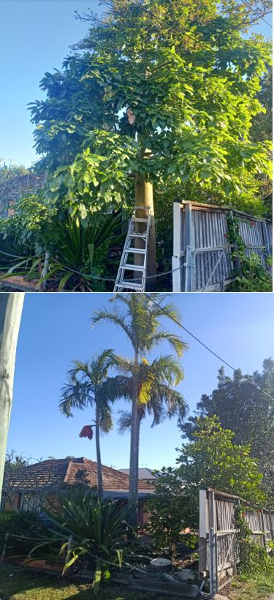 Tree Pruning in Carindale - before & after