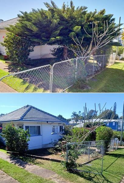 Tree trimming in Wynnum - before & after