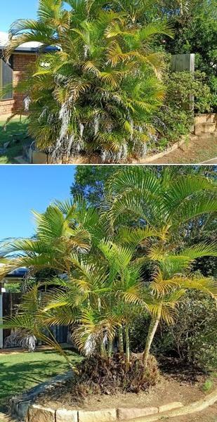 Palm pruning - before & after - This needed a little thinning out.&nbsp;