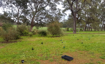 Native Tree Planting for a Winery near Margaret River & Witchcliffe