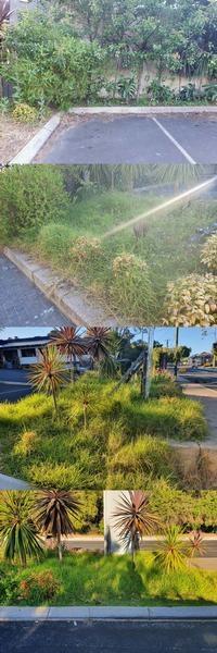 Commercial Garden Tidy BEFORE - We do commercial properties! This series features the before shots of a commercial premises on the main street of Margaret River.