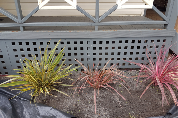 Garden Tidy in Busselton - This garden bed was originally full of weeds amongst the Flax&#39;s. I have removed the weeds and now in the process of laying weed mat.&nbsp;