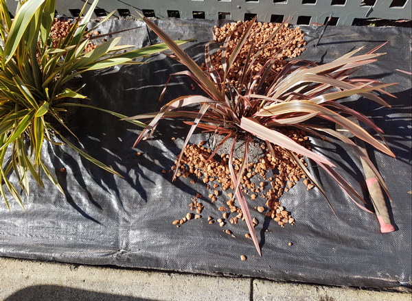 Garden Tidy in Busselton 2 - The weed mat is now layed and pinned in place. This will reduce the amount of weeds that come up dramatically.&nbsp;