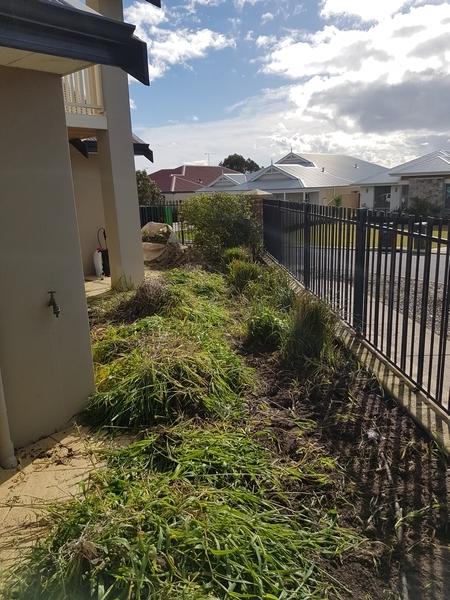 During - Garden Tidy in Dunsborough - Look at the amount of weeds I have pulled out of this garden bed!