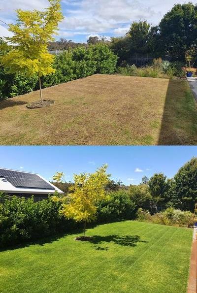 Dethatching - This lawn looks brand new after a dethatching - this service also means that the watering, fertilizing, light and air can work more effectively to keep it looking wonderful and green!