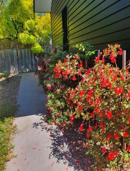 Native Garden - We helped this customer bring out the best in her predominately native garden.