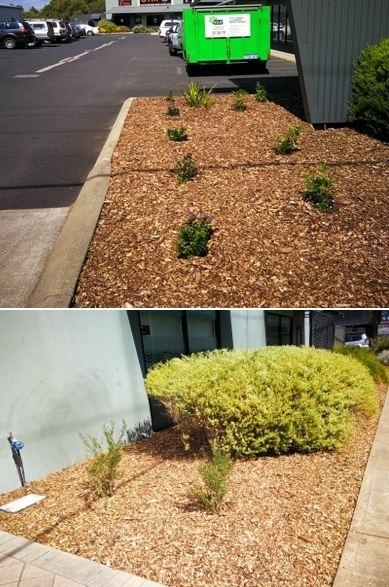 Garden Makeover in Margaret River - This garden belongs to a&nbsp;local dentist&nbsp;in Margaret River.

Originally it was run down, so&nbsp;we replanted, installed reticulation and mulched.