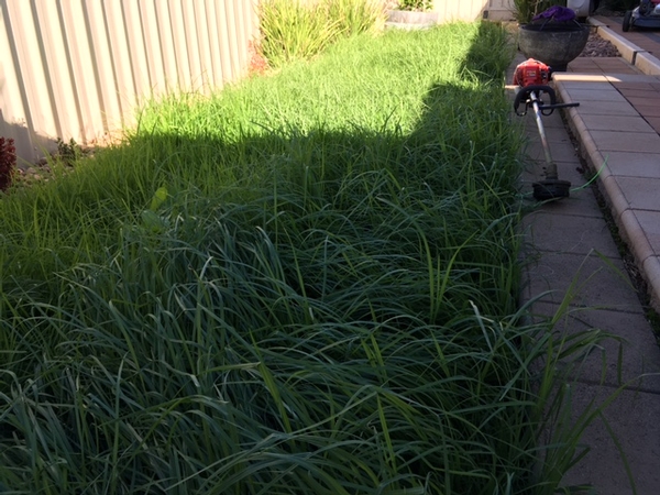 Before - lawn mowing in Sheidow Park. - Who said grass does not grow this time of the year?!