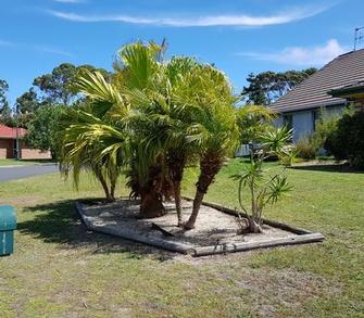 After - Palm Pruning - What a difference a good prune can make!