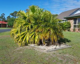 Before - Palm Pruning