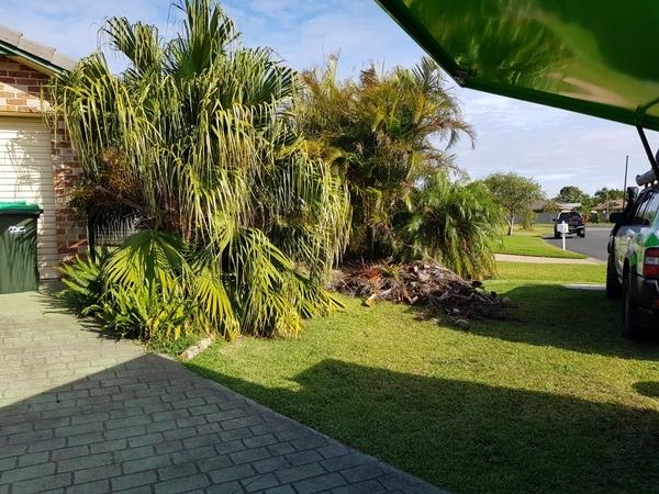 Before - Palm Pruning - These palms are very overgrown and need a good tidy.