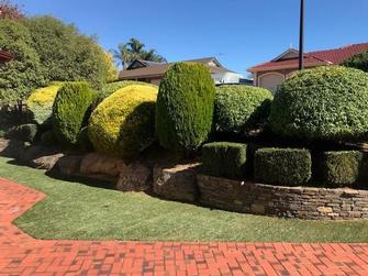 Hedge trimming - Love the end result!