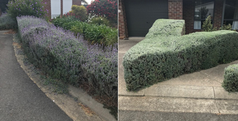 Hedging - before & after - This lavender looks much neater after a trim.