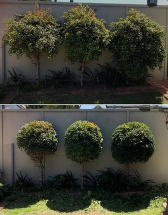 Hedging - before & after