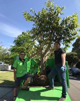 Tree removal