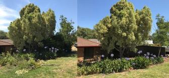 Pruning - before & after - The undergrowth has been removed along with bushes from along the fence. This has opened up the area around the tree.