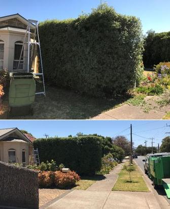 Hedging in South Plympton - before and after