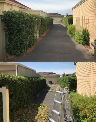 Hedging in South Plympton - before & during