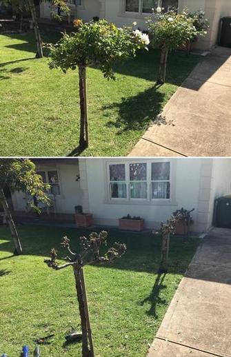 Rose Pruning - before & after - If you need some help pruning roses, give me a call.