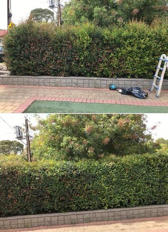 Hedging - before & after