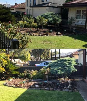 Rose Pruning - before & after