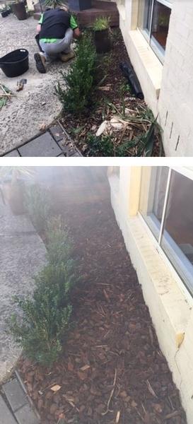 Garden makeover for house sale in Bonbeach - before & after