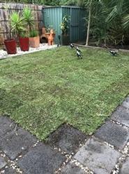 Turf Laying in Frankston South - finished job - The customer was thrilled with the results. What a difference a new patch of lawn makes!