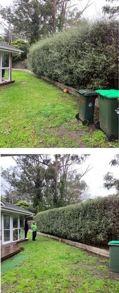 Hedging in Frankston South- before & after - This Pittosporum hedge looks much neater now!